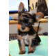 Yorkshire Terrier Welpen - Rüde