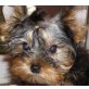 Yorkshire Terrier Welpen - Rüde