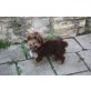 Yorkshire Terrier Welpen - Rüde