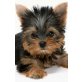 Yorkshire Terrier Welpen - Rüde