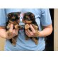 Yorkshire Terrier Welpen - Rüde