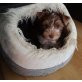 Yorkshire Terrier Welpen - Rüde