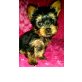 Yorkshire Terrier Welpen - Rüde