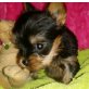 Yorkshire Terrier Welpen - Rüde