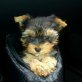 Yorkshire Terrier Welpen - Rüde