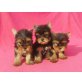 Yorkshire Terrier Welpen - Rüde