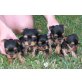 Yorkshire Terrier  Welpen - Rüde