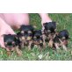 Yorkshire Terrier Welpen - Rüde