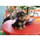 Yorkshire Terrier Welpen - Rüde