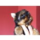 Yorkshire Terrier Welpen - Rüde