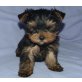 Yorkshire Terrier Welpen - Rüde