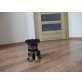Yorkshire Terrier Welpen - Rüde