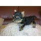 Yorkshire Terrier Welpen - Rüde