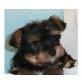 Yorkshire Terrier Welpen - Rüde