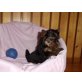 Yorkshire Terrier Welpen - Rüde