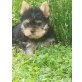 Yorkshire Terrier Welpen - Rüde