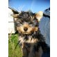 Yorkshire Terrier Welpen - Rüde