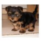 Yorkshire Terrier Welpen - Rüde