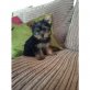 Yorkshire Terrier Welpen - Rüde