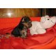 Yorkshire Terrier Welpen - Rüde