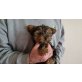 Yorkshire Terrier Welpen - Rüde
