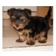 Yorkshire Terrier Welpen - Rüde