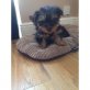 Yorkshire Terrier Welpen - Rüde