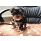 Yorkshire Terrier Welpen - Rüde