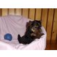 Yorkshire Terrier Welpen - Rüde