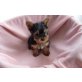 Yorkshire Terrier Welpen - Rüde