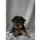 Yorkshire Terrier Welpen - Rüde