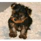 Yorkshire Terrier Welpen - Rüde