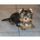 Yorkshire Terrier Welpen - Rüde