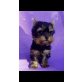 Yorkshire Terrier Welpen - Rüde