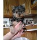 Yorkshire Terrier Welpen - Rüde