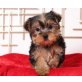 Yorkshire Terrier Welpen - Rüde