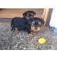Yorkshire Terrier Welpen - Rüde