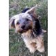 Yorkshire Terrier Welpen - Rüde