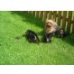 Yorkshire Terrier Welpen - Rüde