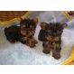 Yorkshire Terrier Welpen - Rüde