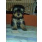 Yorkshire Terrier Welpen - Rüde
