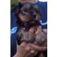 Yorkshire Terrier Welpen - Rüde