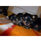 Yorkshire Terrier Welpen - Rüde
