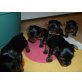 Yorkshire Terrier Welpen - Rüde