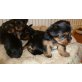 Yorkshire Terrier Welpen - Rüde