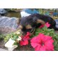 Yorkshire Terrier Welpen - Rüde