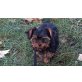 Yorkshire Terrier Welpen - Rüde