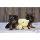 Yorkshire Terrier Welpen - Rüde
