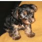 Yorkshire Terrier Welpen - Rüde