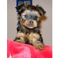Yorkshire Terrier Welpen - Rüde